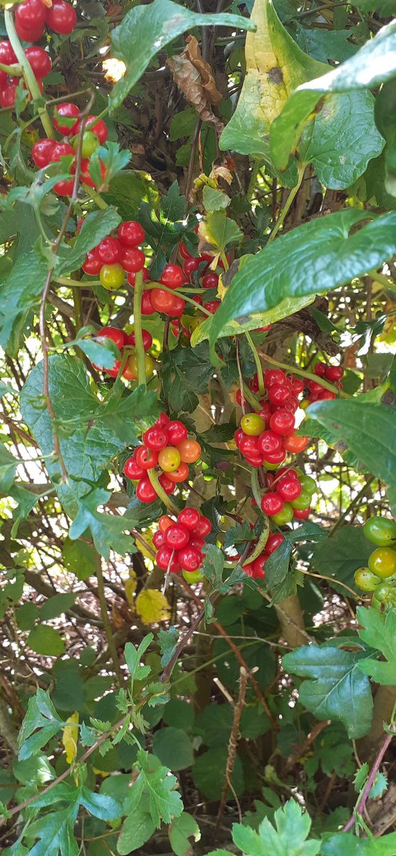 any one know what these are?