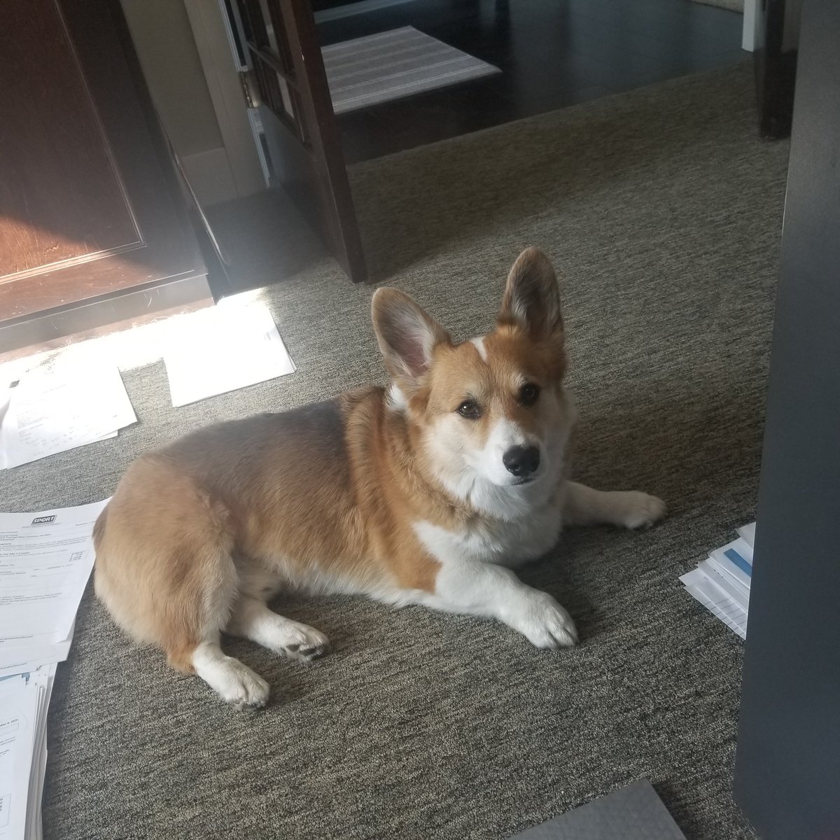 Tank_the_Corgi tweet media