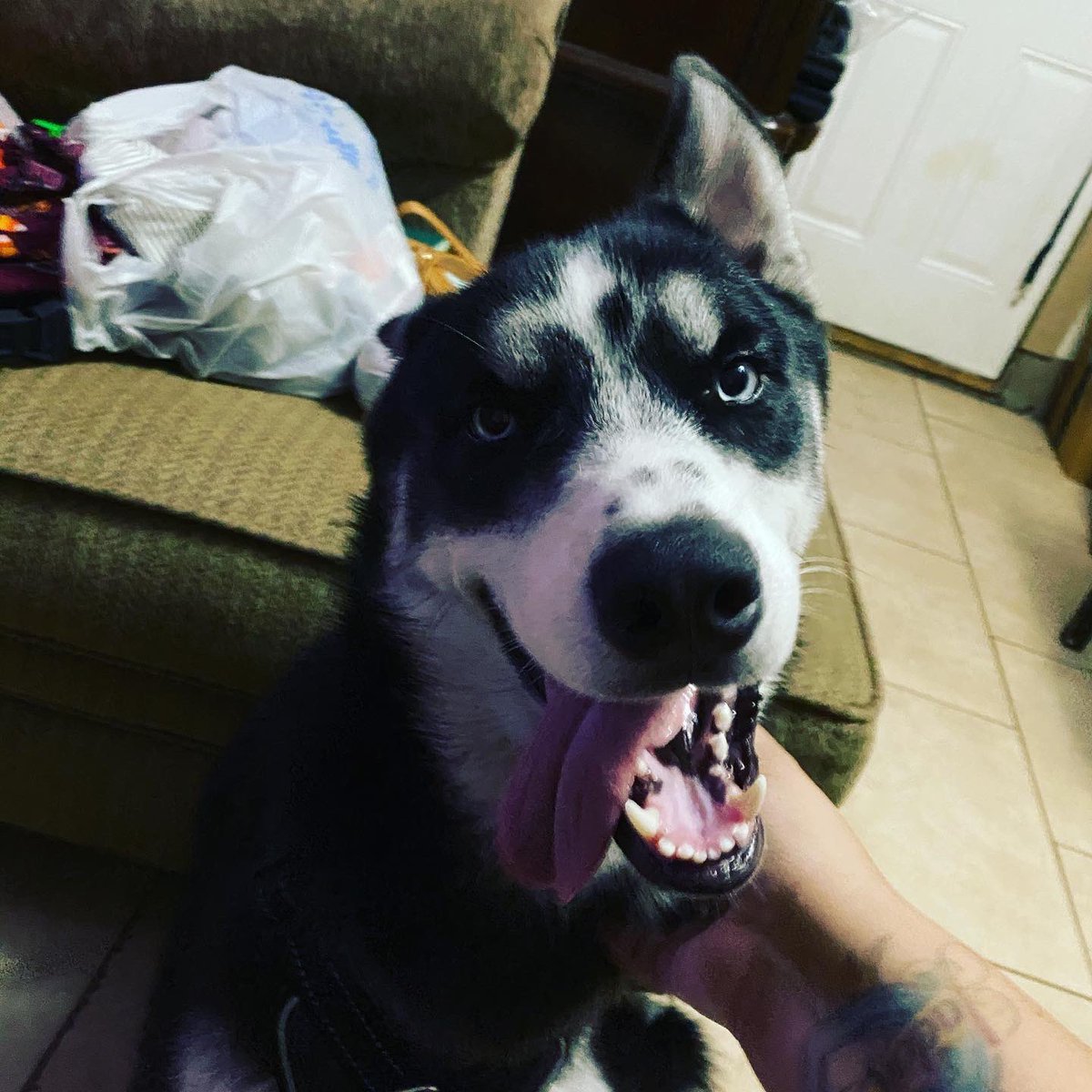 Loooook at my cutie pie. #petday <a href="/ORLANDOSHINES/">ORLANDOSHINES</a> <a href="/Team_Salvador1/">Team Salvador</a>