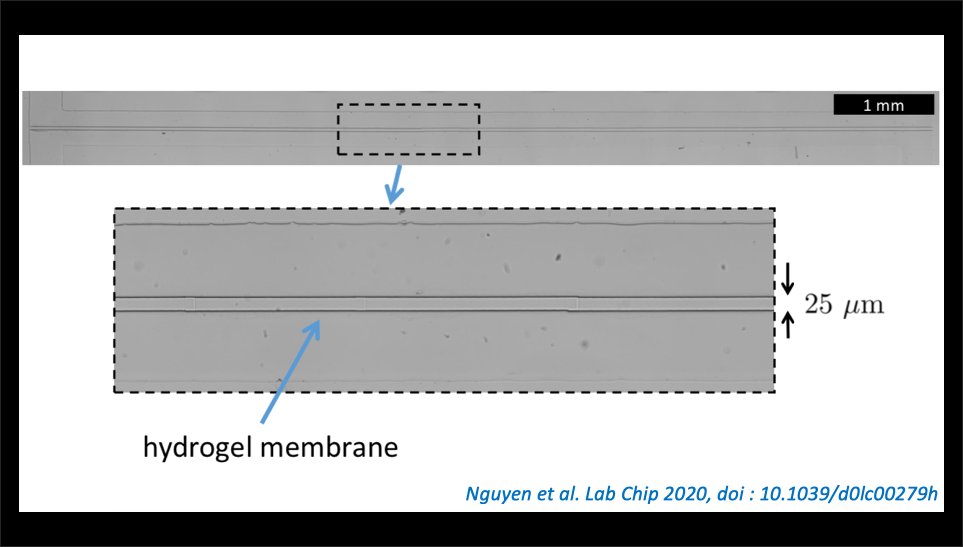 AlveoleLab's tweet photo. After publishing 2papers in which he polymerized #hydrogel membranes in #microfluidics chips using PRIMO maskless #photopatterning system, Jean-Baptiste Salmon (LOF, @CNRS, @SolvayGroup) explains why he specifically used PRIMO👉https://t.co/hXokYyXp6P #softlithography #softmatter https://t.co/UAOVZBlyAN
