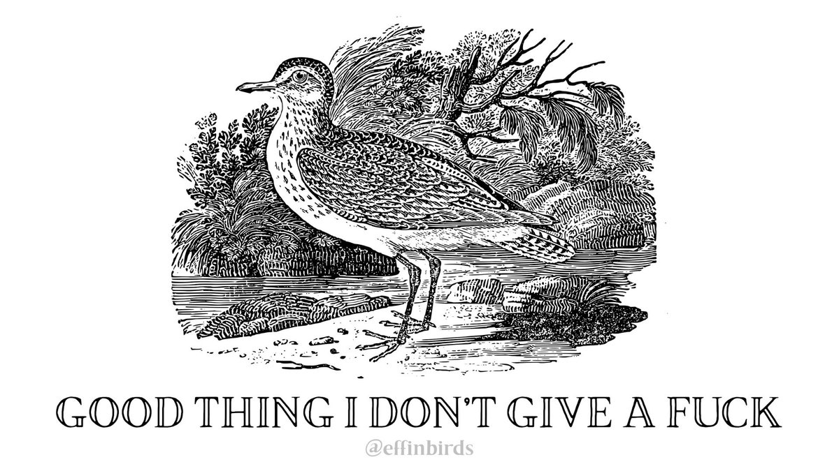 EffinBirds's tweet photo. https://t.co/Ki4aulao9S