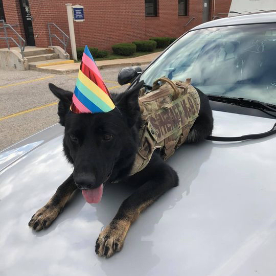 ArmorExpress's tweet image. Happy belated birthday, Deputy Bricko! Looking sharp!

#birthday #pup #k9 #tongueouttuesday #workingdog #workingdogs #happybirthday