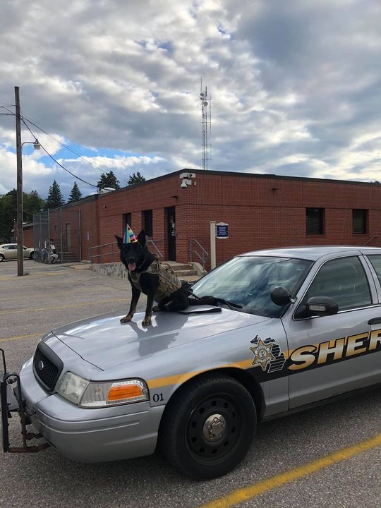 ArmorExpress's tweet image. Happy belated birthday, Deputy Bricko! Looking sharp!

#birthday #pup #k9 #tongueouttuesday #workingdog #workingdogs #happybirthday