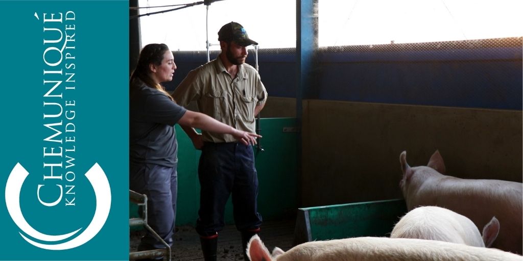 Veeplaas1's tweet photo. Maak seker jy skakel môre-oggend om 08:00 in vir die derde aflewering van #SwiNENutritionManagement se reeks oor varkboerdery. In hierdie episode van @PlaasTv se YouTube-kanaal, word daar gekyk na die vereistes rondom sogbehuising en voeding. Trots geborg deur #Chemunique. https://t.co/qQ4ZJFZ66I