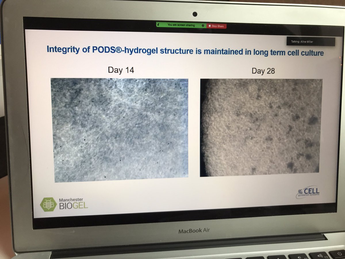 MancBIOGEL's tweet photo. Great to see our #PeptiGels in action as 3D cell scaffolds &amp; that their behaviour can be enhanced via functionalisation with @CellGuidance PODS technology
Great talk Natasha @3DbioNet 
#3Dcellculture #3DbioNet https://t.co/AQ2ZKfux12