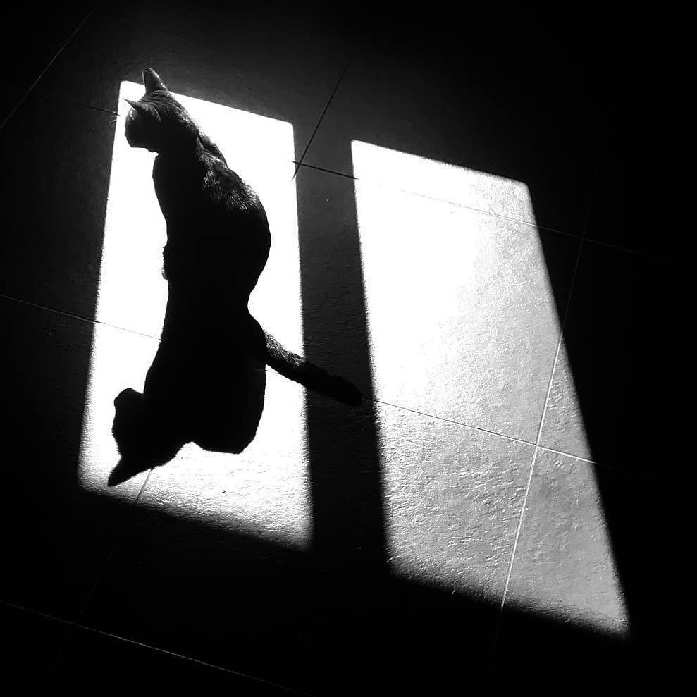 kinusonio's tweet photo. beauty between sun, window and shadows 😸

#bengal #sun #september #shadow #bengal_cats https://t.co/uMykHNtaxe https://t.co/7UPt6VMB8n