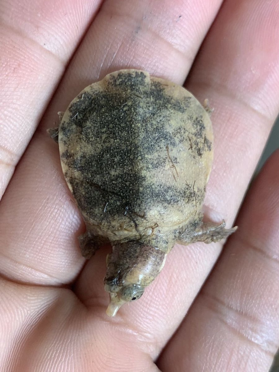 HkReptile's tweet photo. #爬虫類 #爬虫類好きさんと繋がりたい #爬虫類好きと繋がりたい #chinesesoftshellturtle https://t.co/IiP07E45QL