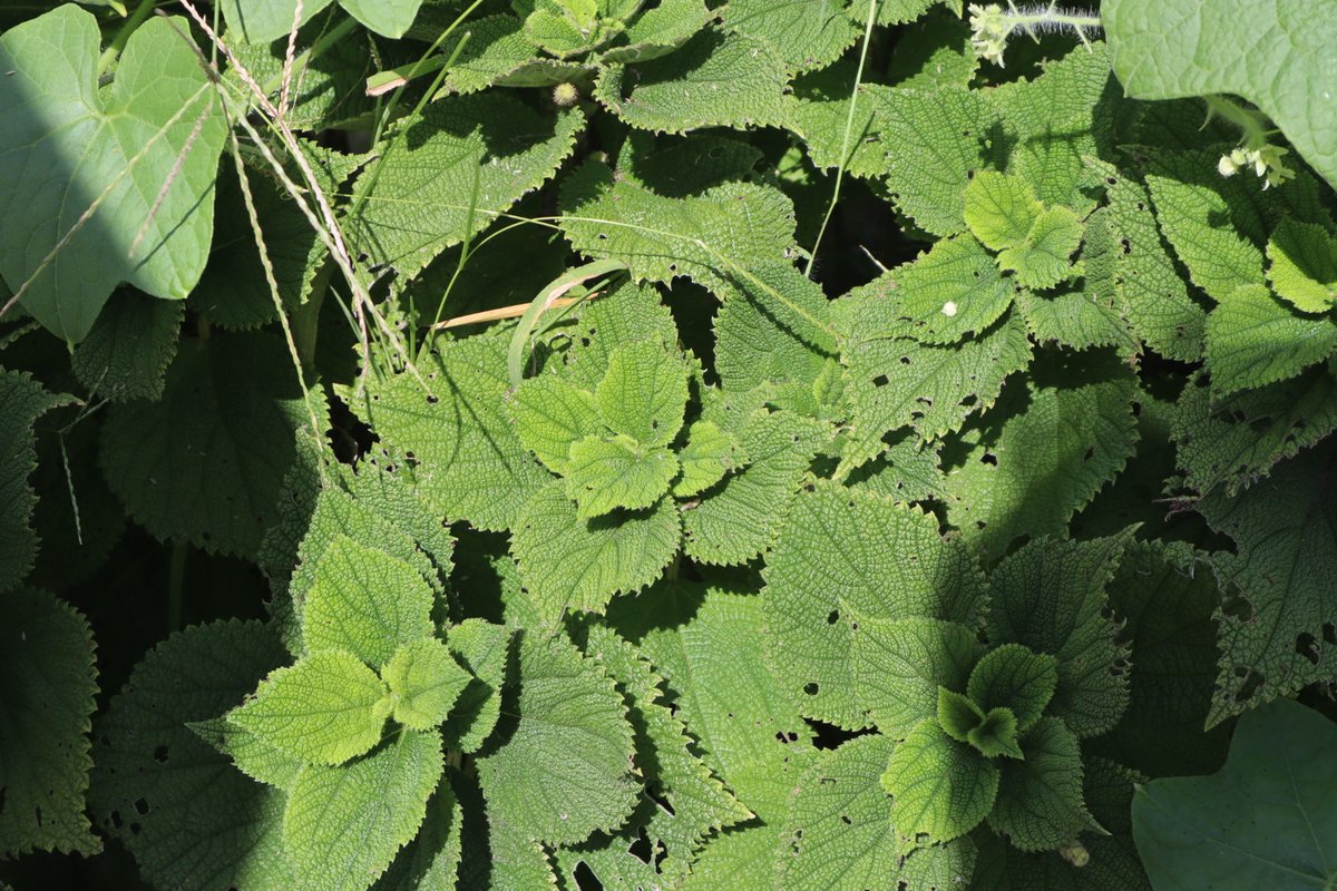 ラセイタソウ Twitter Search Twitter