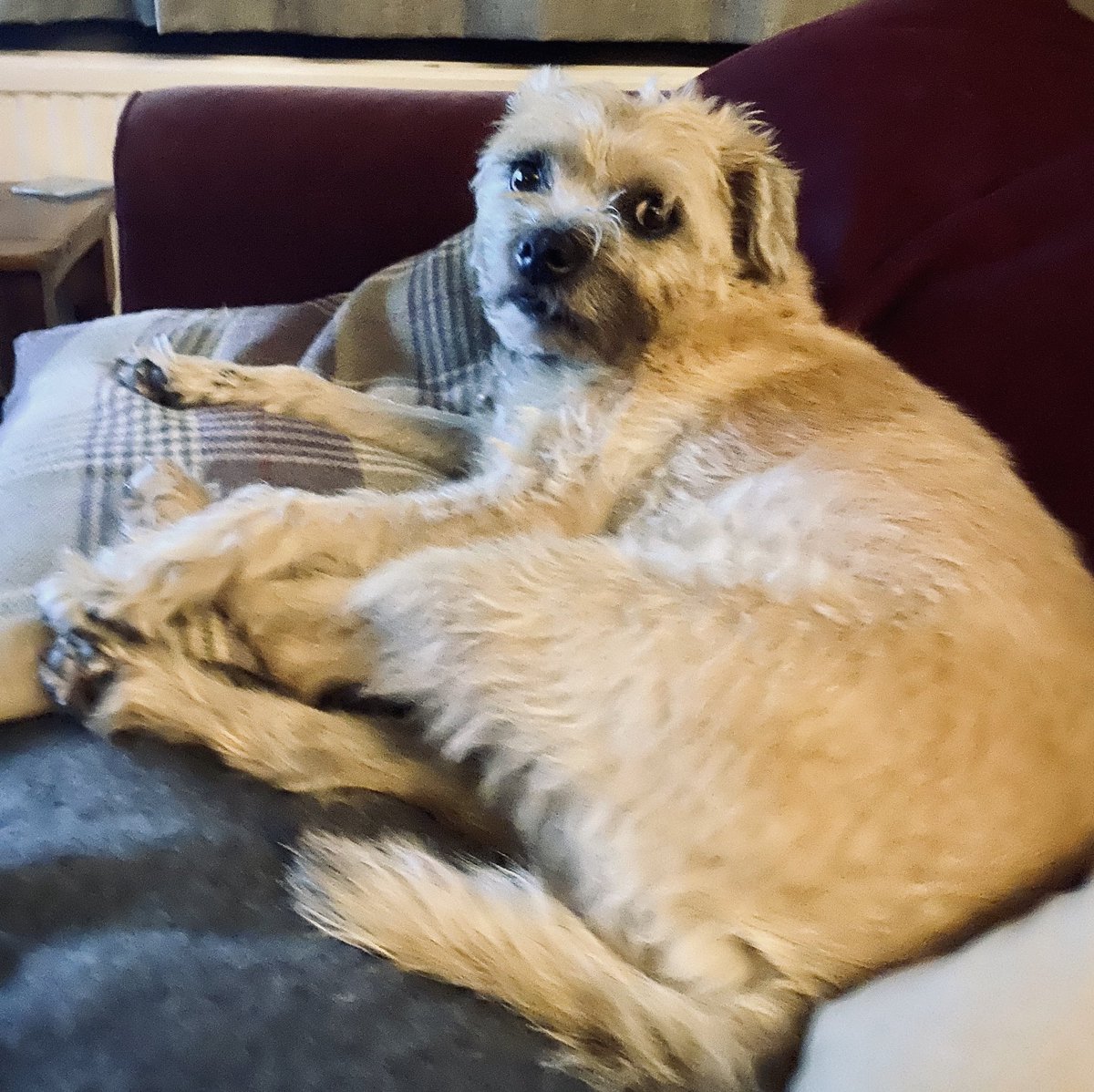 Peg the Border Terrier (@borderpeg) on Twitter photo 