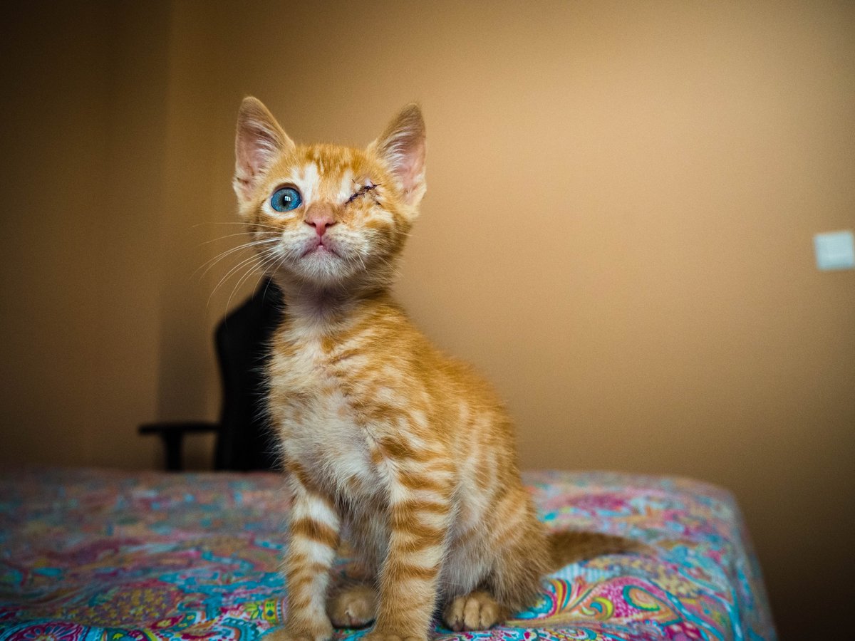Congatos tweet picture
