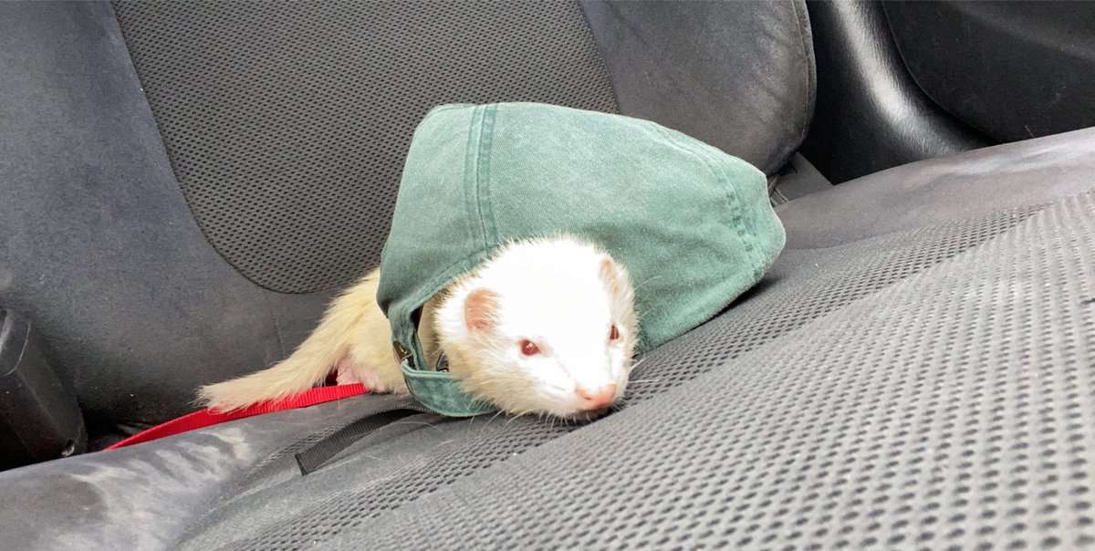 kinqueennn's tweet photo. Here’s my ferret after her vet appt. I put my hat down and she got in it just to lay down. She’s so good https://t.co/wKJVgTJRoH