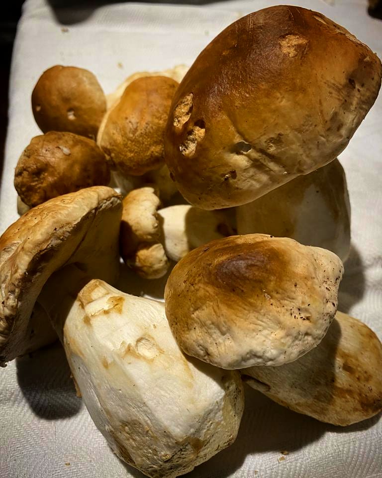 Sciattaporter's tweet photo. Direttamente dall'Alpe Magnolta, sopra Aprica, sono appena arrivate queste meraviglie: riuscite a sentirne il profumo? Non sono molti... prenotatevi al più presto! #SaporiDelleAlpi #AlpFoodWay #SciattAPorter https://t.co/GhdSyPpqMc