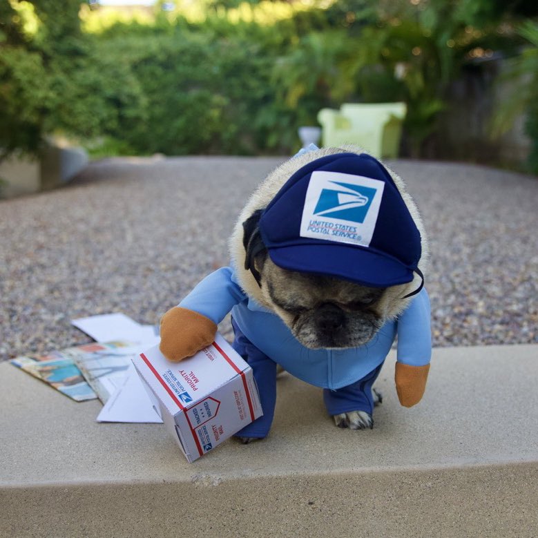 dog_rates's tweet photo. This is Henry. He's had a very long year. Wondering if he could come inside and open your package with you. 14/10 of course buddy get in here https://t.co/e8MBBwTLxK