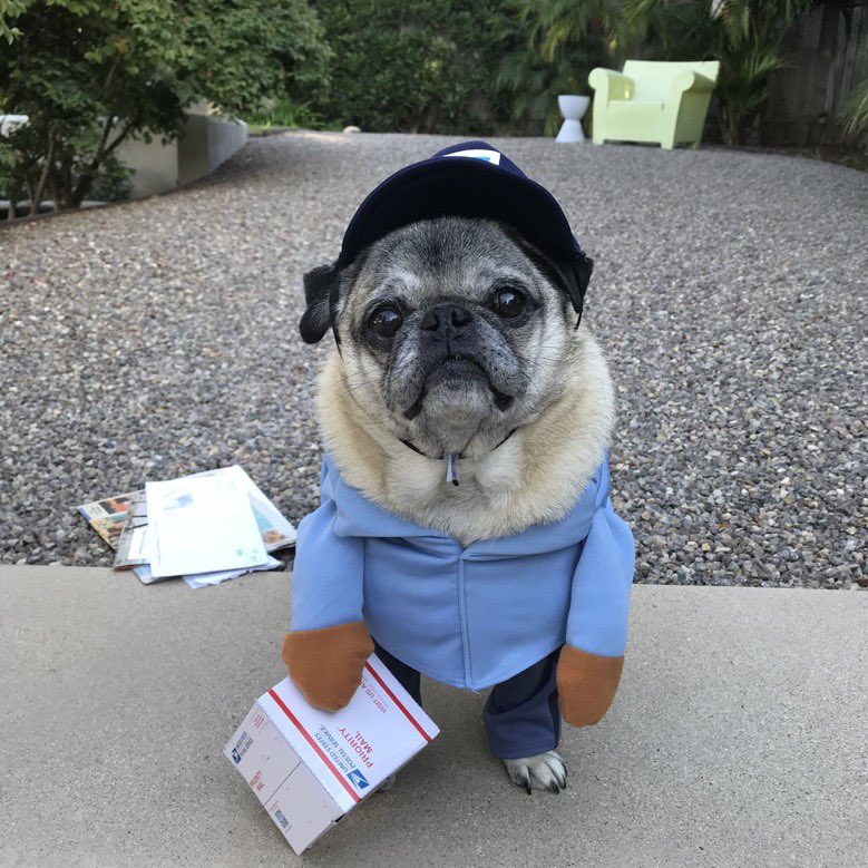 dog_rates's tweet photo. This is Henry. He's had a very long year. Wondering if he could come inside and open your package with you. 14/10 of course buddy get in here https://t.co/e8MBBwTLxK