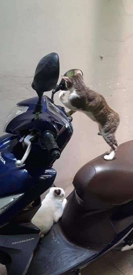 recehtapisayng's tweet photo. When lo habis nge gym langsung nyari kaca be like https://t.co/I30EeJEqzc