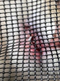 ขั้นกว่าของเล็บติด คือฟันติดดดดด