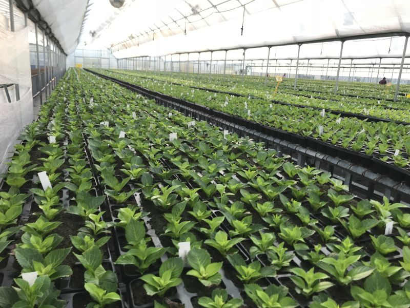 OneFloral's tweet image. We have an immediate opening for a Senior Grower at our Gaffney, SC facility. Relocation package available. View job here lnkd.in/gJqfXr3 #HireHort