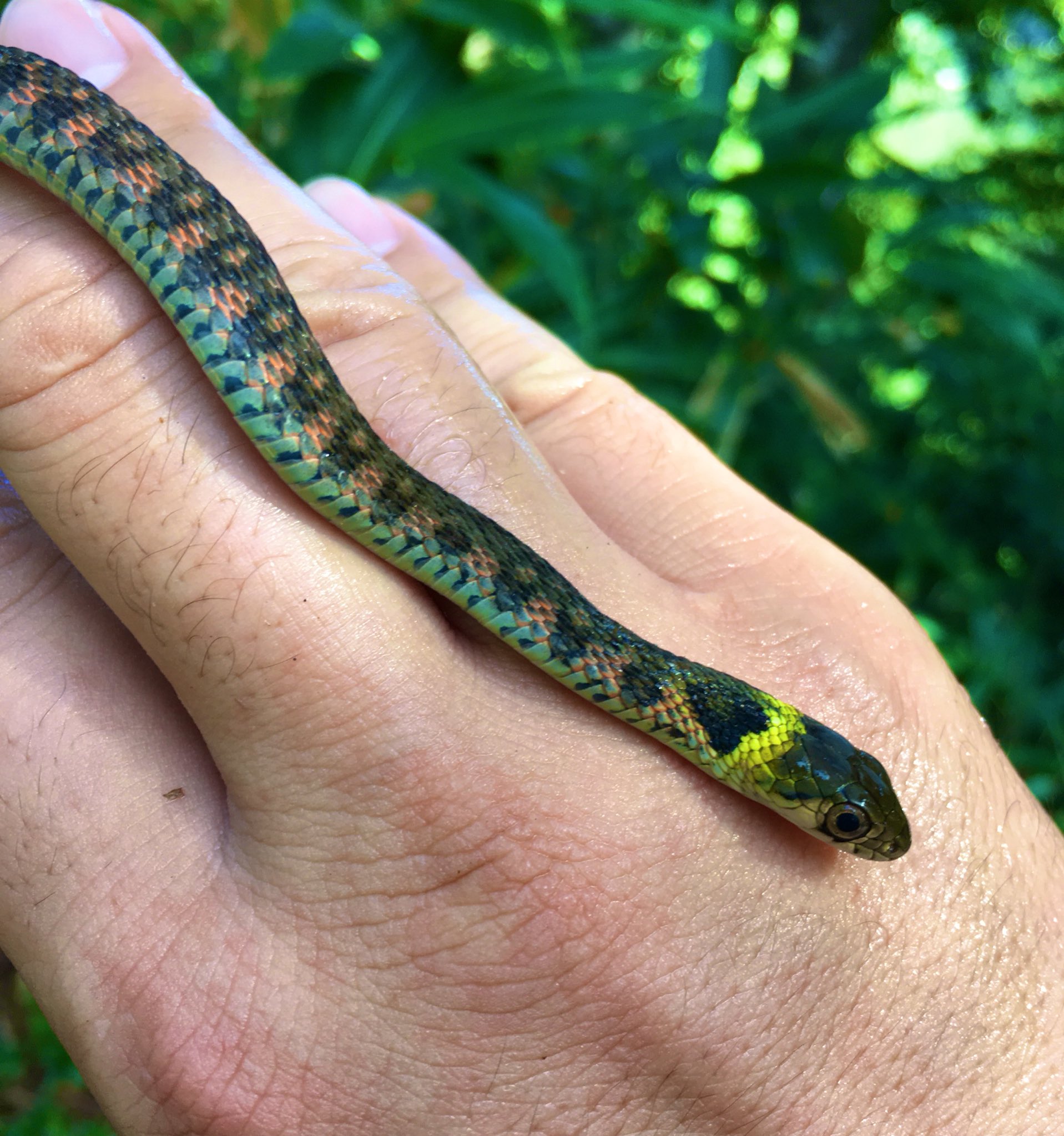 マチカネ ワニ 今日の山で出会ったヤマカガシの子供 毒蛇なので素手で扱うのは良くないのだろうけど ヤマカガシは他のヘビよりも噛みつくモーションが分かりやすく よく見ていれば大した危険は無い この子は噛むそぶりすら見せなかった まぁそれでも