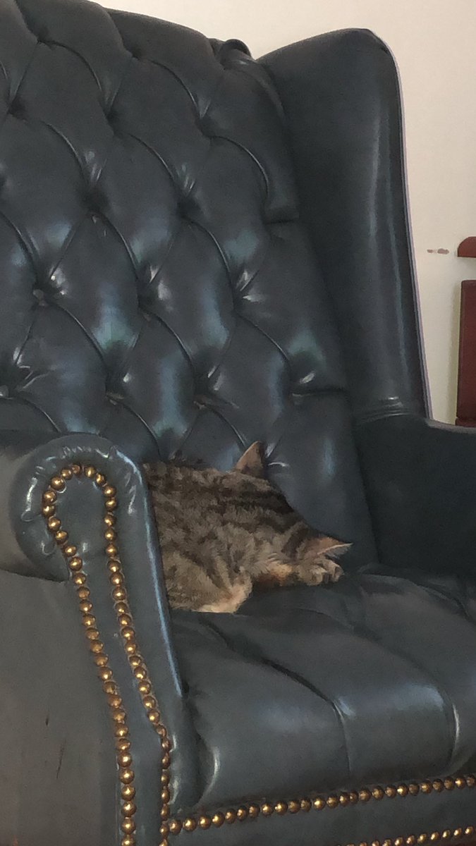 tobythemaineco1's tweet photo. @CokeZeroCat Me too conk https://t.co/bAzpErxrrG