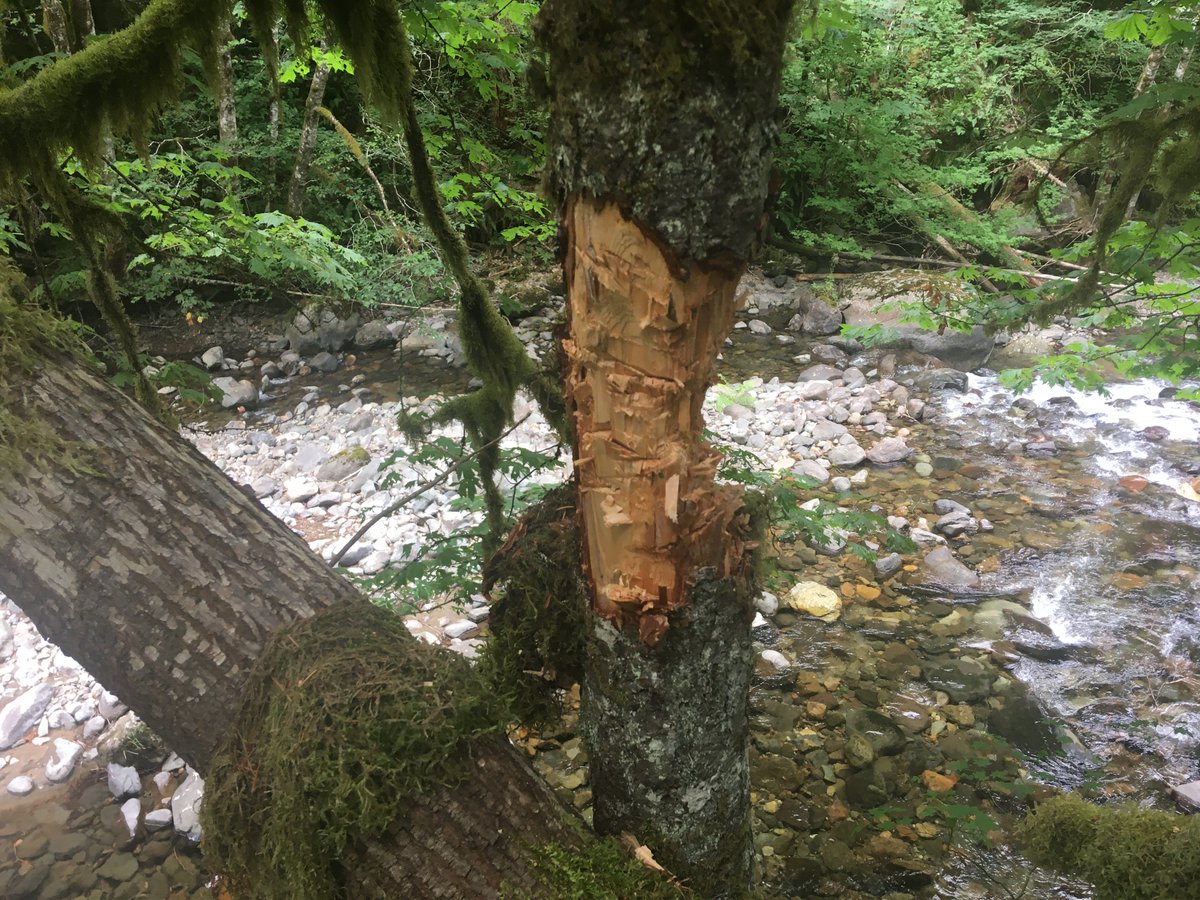 GPNF's tweet photo. Trees are being found along Skate Creek Rd hacked at with a hatchet. This damage kills the tree, which can make it a hazard to visitors and it may have to be eventually removed. Please remember to #RecreateResponsibly and do your part to keep our forests safe and healthy. https://t.co/GoWFq2f5TJ
