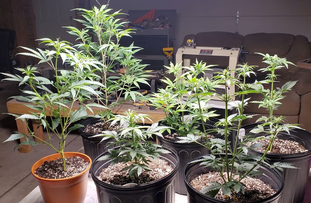 aphid_s's tweet photo. These so far still have no mites. Super happy! 

#cannabis #420 #weedcommunity #cannabiscommunity #CannabisCommunity #dank #ganja #highlife #highsociety #marijuana
#maryjane #stoner #weed #weedporn #weedstagram420
#thc #cannabissociety #cannabislife #cannabisismedicine #canna... https://t.co/rD7kyXTBl8