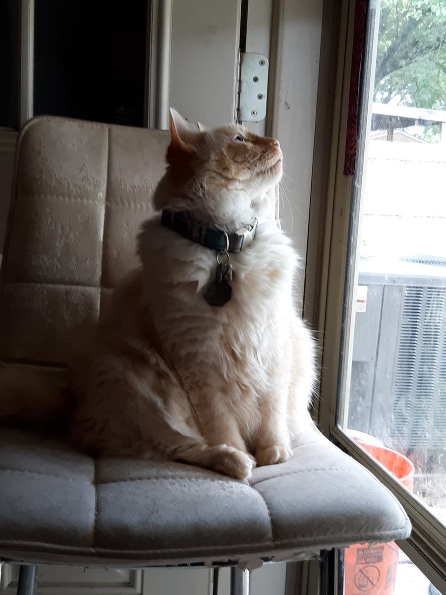 actualmacchiato's tweet photo. My fluffy baby boi https://t.co/SEBmmH7Whk
