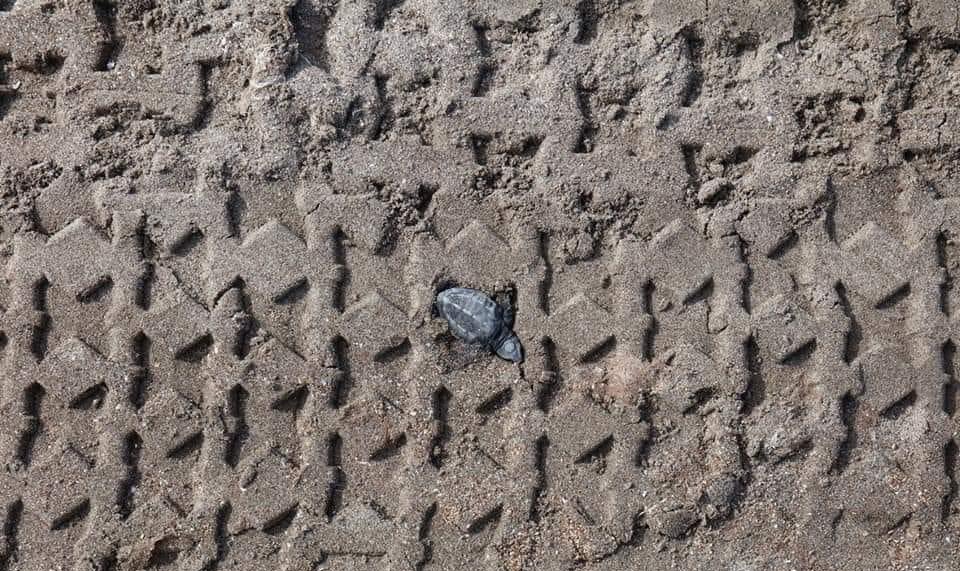 michelleriveraa's tweet photo. Cada vez que quieran meter su carro a la “orilla” del Río o de la playa, favor de recordar la siguiente foto 👇🏻 https://t.co/XzRnZMTL8A