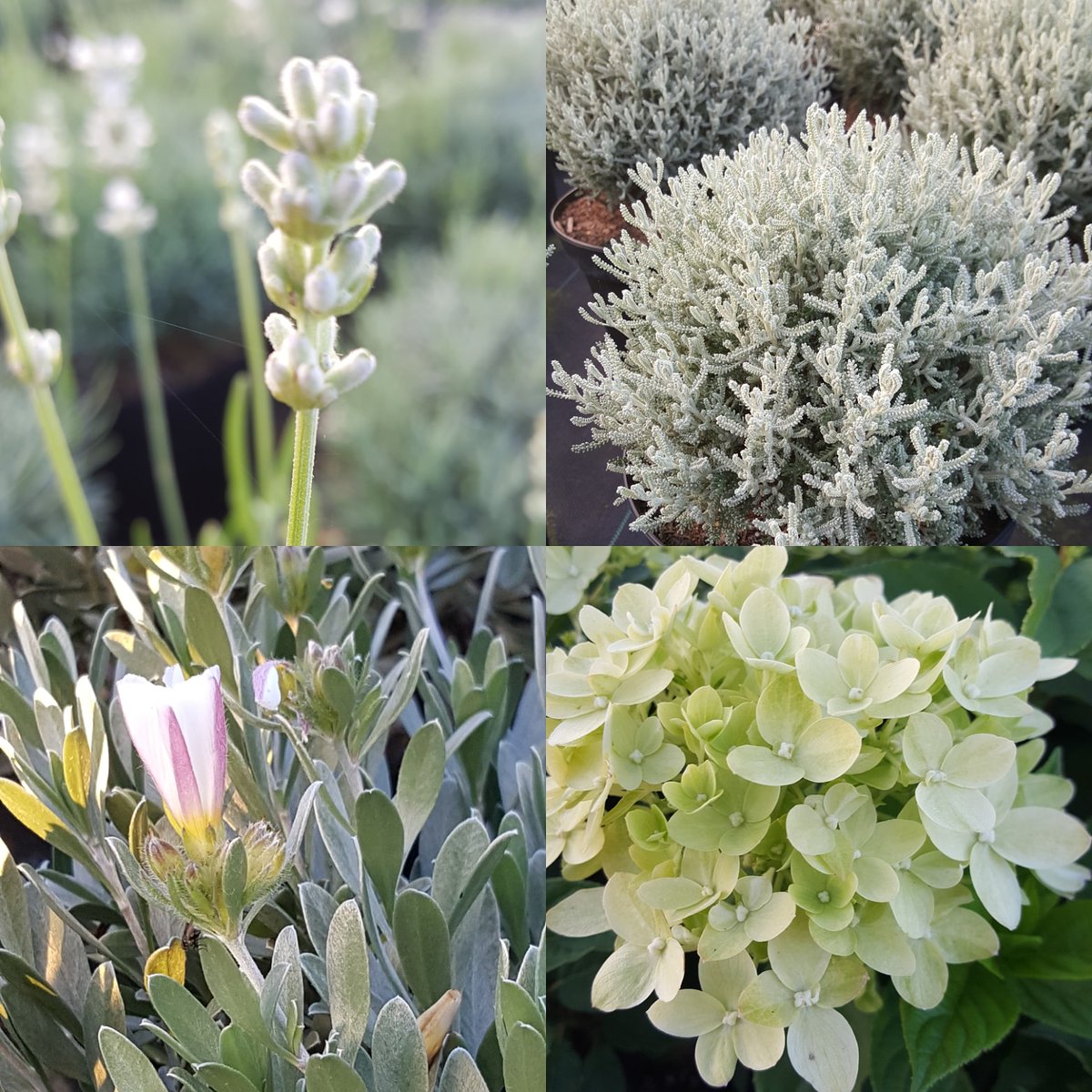 Lavendula  With,  Santolina,  Convolvulus,  Hydrangea pan. Little line. 
Nu volop leverbaar .