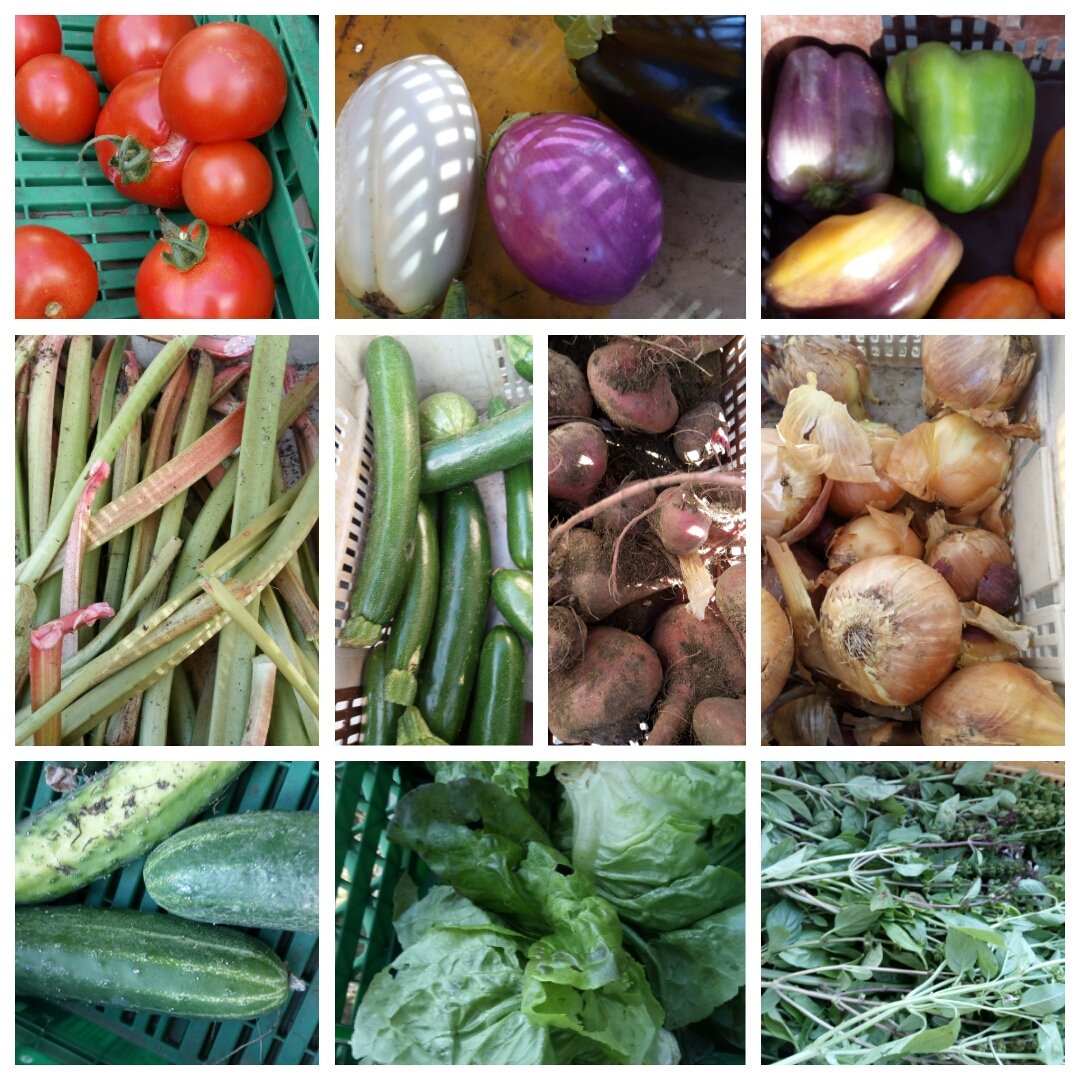AmapRonceray's tweet photo. Dans notre panier cette semaine : tomates, aubergines, poivrons, oignons, betteraves, courgettes, rhubarbe, concombre, salade et basilic !
Idée recette : et si pour changer avec la rhubarbe, vous faisiez une confiture rhubarbe/courgettes ? https://t.co/Y8QA3YJlTu