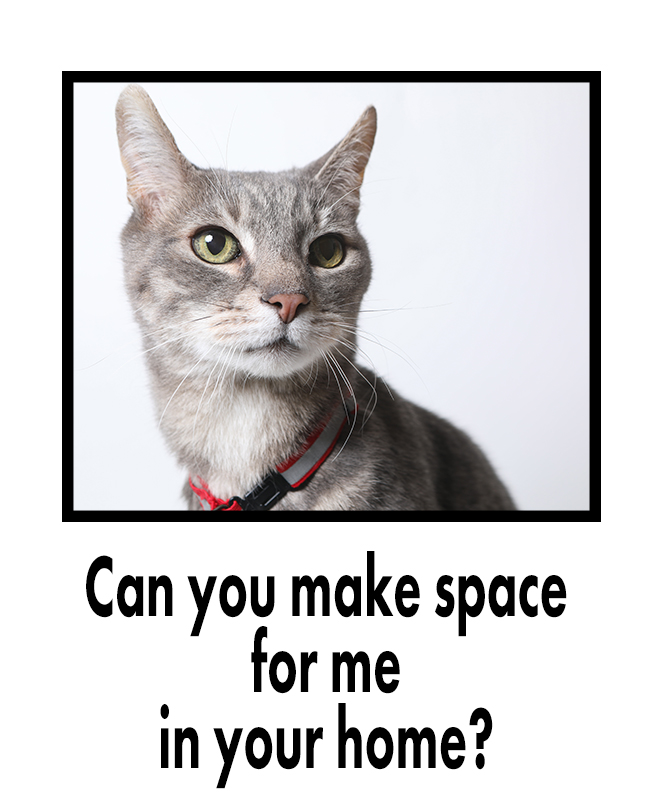 Adult cats need foster caregivers to help them rest and recover. Get involved today at: ottawahumane.ca/foster