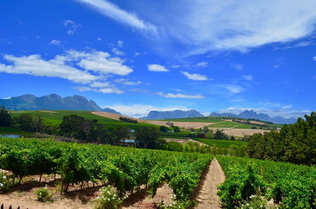 chilledNtannin's tweet image. Wine is sunlight, held together by water.

- Galileo Galilei

#chilledandtannin #purveyorsofwine #cardiffwineshop #cardiffpopup #popupwineshop #winedelivery #onlinewineshop #sustainablewine