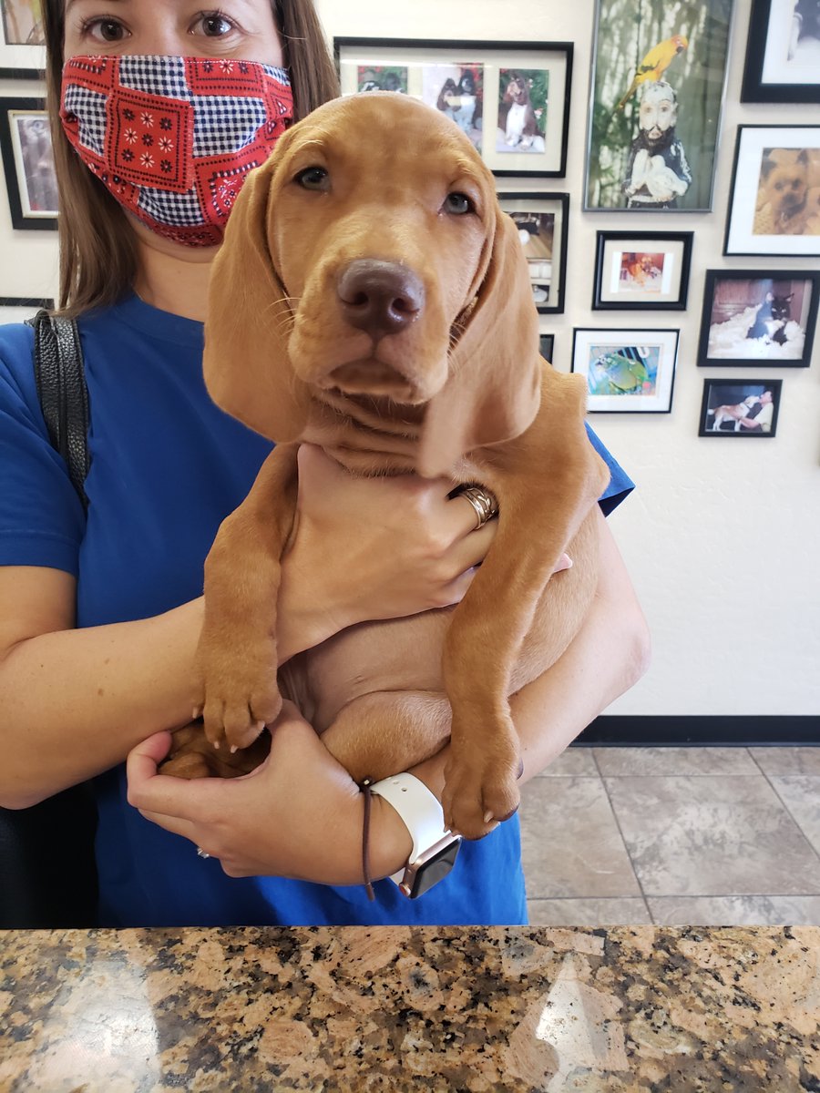 TSVC's tweet photo. Puppy lovins! https://t.co/593n68U4yw