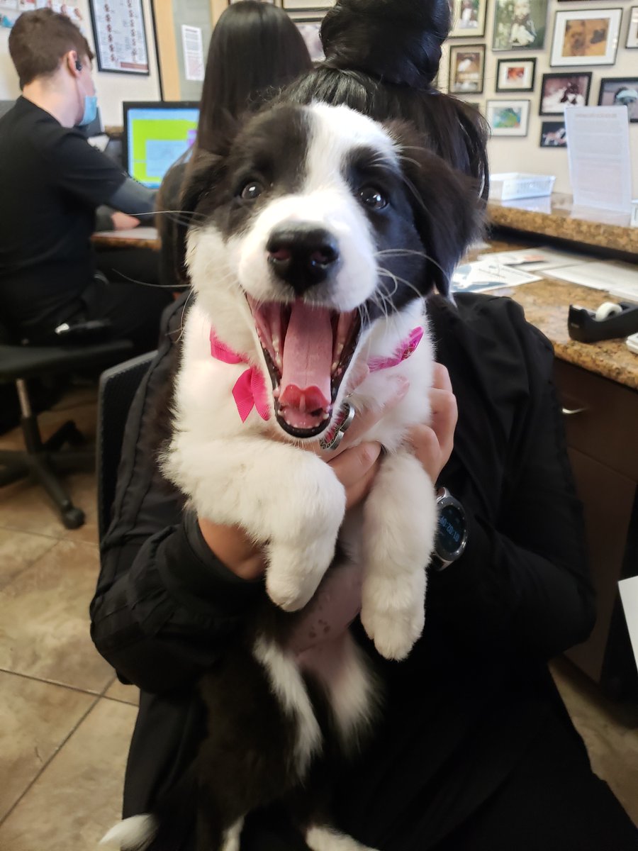TSVC's tweet photo. Puppy lovins! https://t.co/593n68U4yw