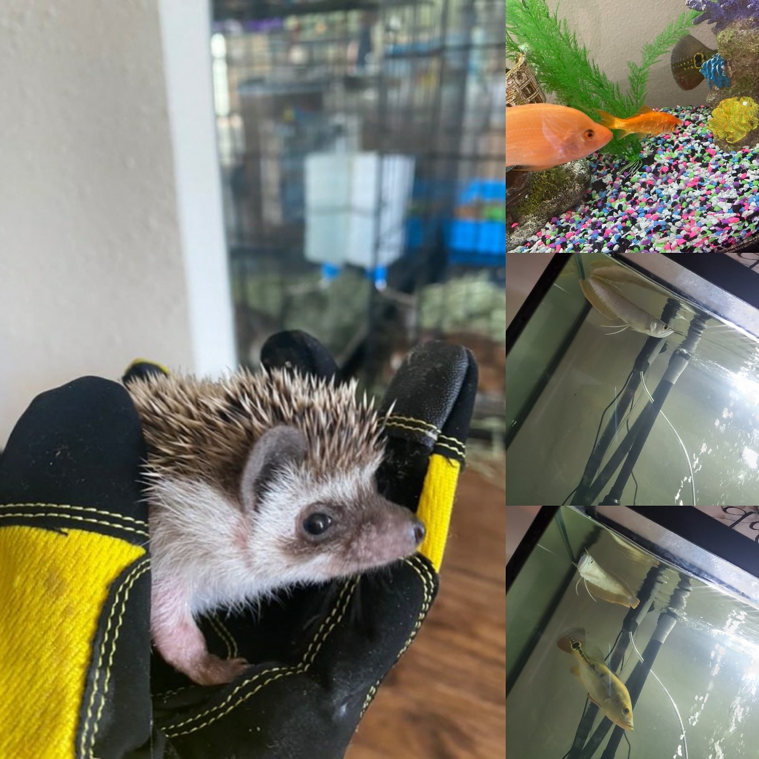 Misspetitejenny on Twitter "Here are a few pets at my store pet store