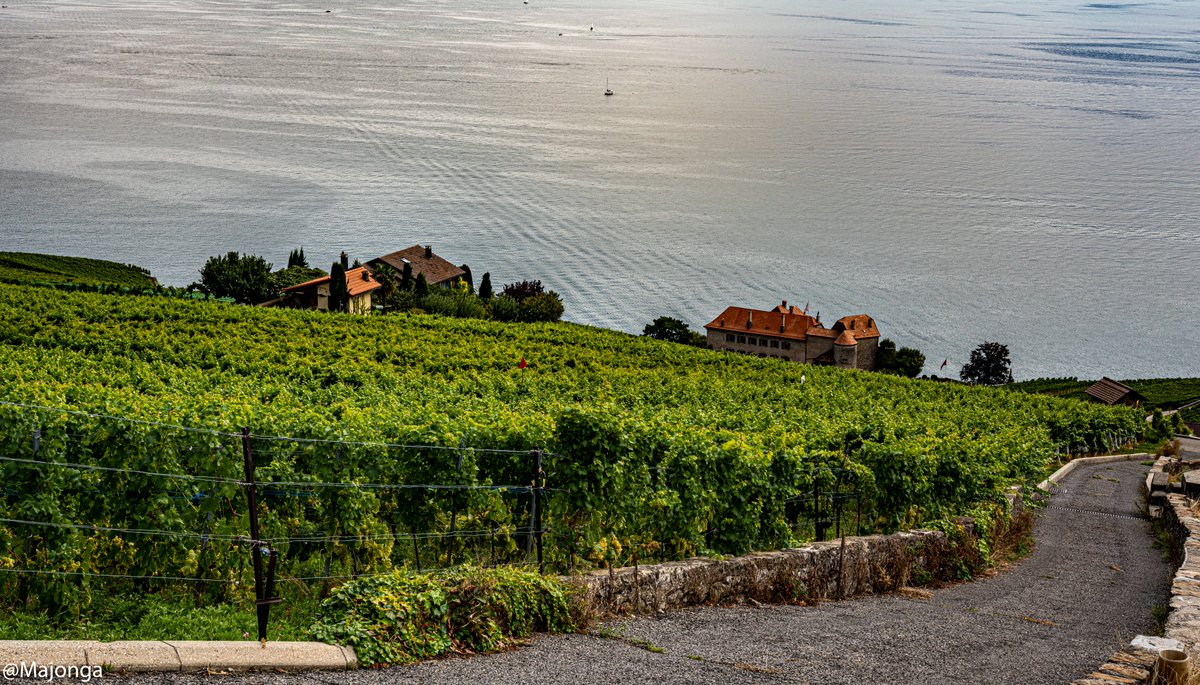 _____Julian__'s tweet photo. Les Terrasses... ⛰️⛰️🍇🍇🍇

@MySwitzerland_f @regionduleman  @montreuxriviera 

#Switzerland https://t.co/JljOcAtHHE