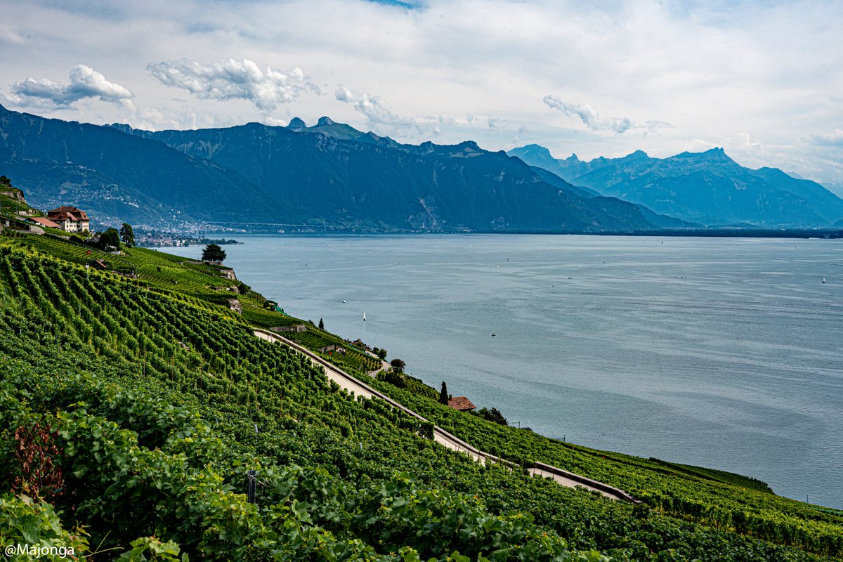 _____Julian__'s tweet photo. Les Terrasses... ⛰️⛰️🍇🍇🍇

@MySwitzerland_f @regionduleman  @montreuxriviera 

#Switzerland https://t.co/JljOcAtHHE