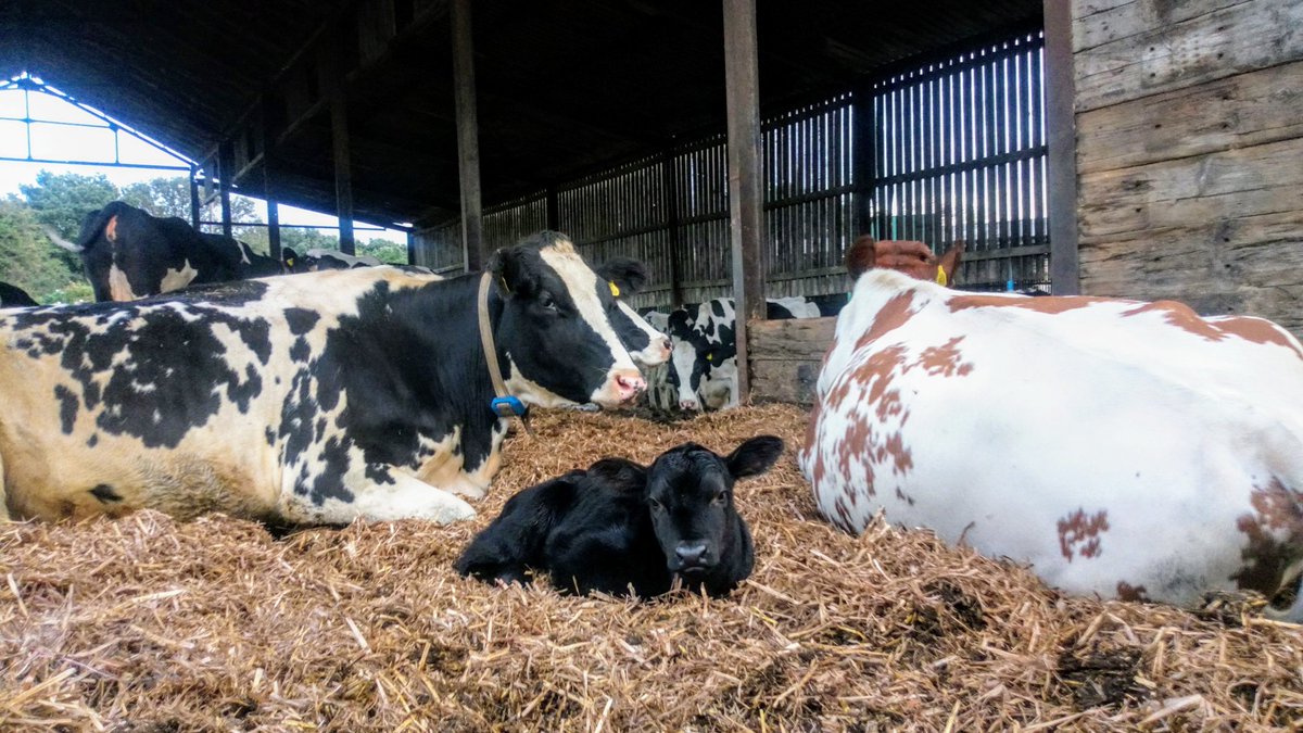 LodgeRaw's tweet photo. Say hello to our very cute new baby born today 🐄 ❤️ #calves #cows #lifeonthefarm #rawmilk #britishfarming #Wakefield #leeds #dewsbury #batley #westyorkshire https://t.co/4athXOaVaR