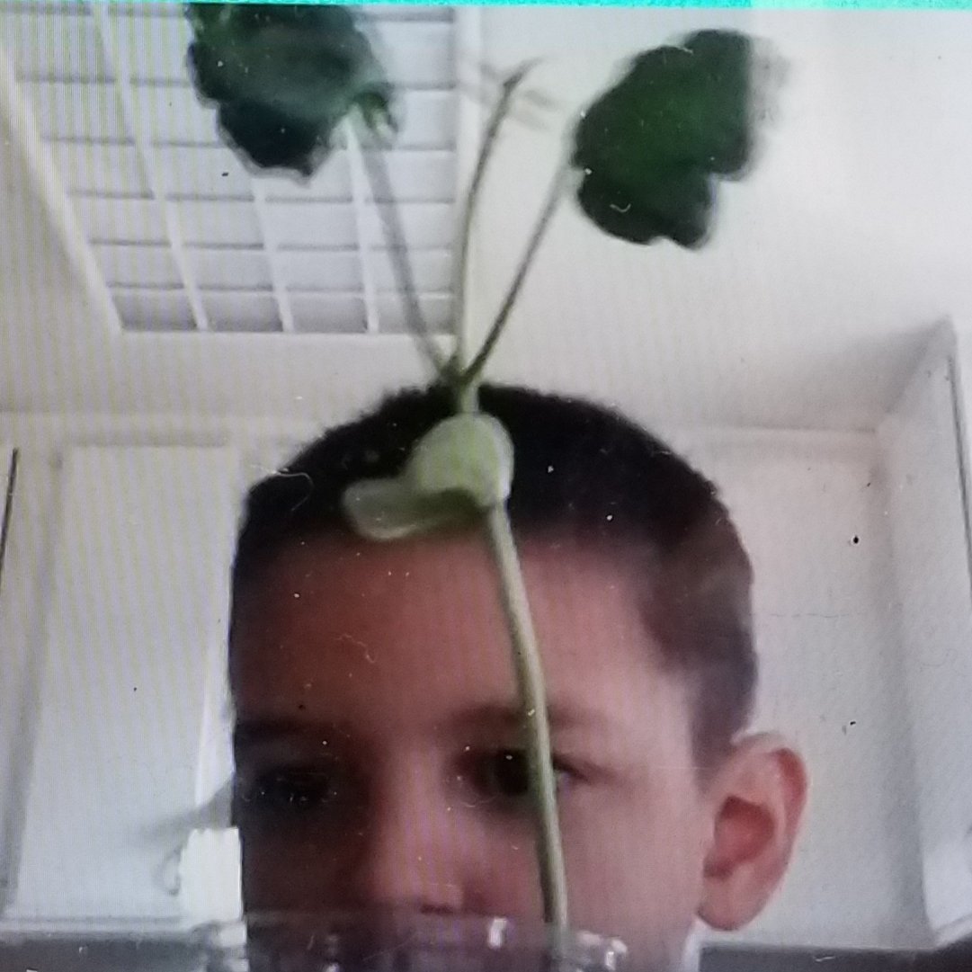My awesome 1st grade students are observing their lima beans that they planted and are growing into a plant. <a href="/JKniseley1/">joe kniseley</a> <a href="/FallbrookStem/">Fallbrook STEM Academy</a> <a href="/FUESDSchools/">FUESD Schools</a>