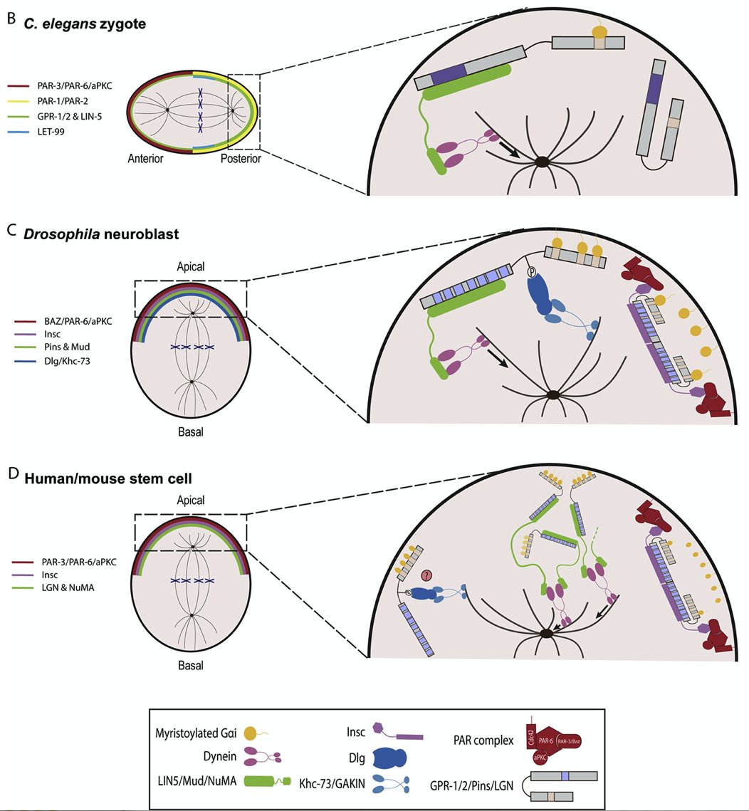 Dev_Bio_Journal's tweet photo. #DBfeatures #DBpreview #celldivision
"Diversity of activator of G-protein signaling (AGS)-family proteins & their impact on asymmetric cell division across taxa" by Florence DM Wavreil and Mamilo Yajima, in our Sept 15 issue!
https://t.co/92JceB89ed https://t.co/luRlP3lpK6