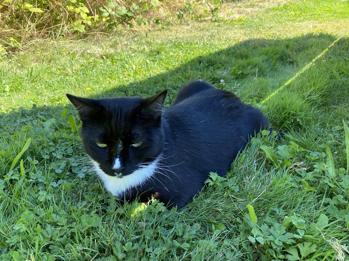 3dchrisc's tweet photo. 🍞. #catloaf #catloafing #cat #cats #kitty #kitties #kittycat #cat #cats #tuxedocat #tuxedocats #tuxie #tuxies #tuxedocatsofinstagram #tuxiesofinstagram #blackandwhitecat #blackandwhitecats #blackandwhitecatsofinstagram #CatsOfTwitter #CatsOnTwitter https://t.co/r0HVOvLgZX