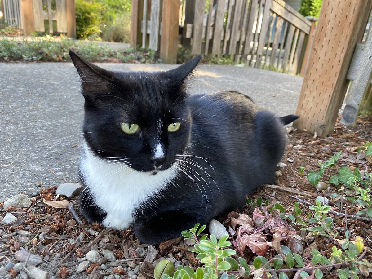 3dchrisc's tweet photo. 🍞. #catloaf #catloafing #cat #cats #kitty #kitties #kittycat #cat #cats #tuxedocat #tuxedocats #tuxie #tuxies #tuxedocatsofinstagram #tuxiesofinstagram #blackandwhitecat #blackandwhitecats #blackandwhitecatsofinstagram #CatsOfTwitter #CatsOnTwitter https://t.co/r0HVOvLgZX