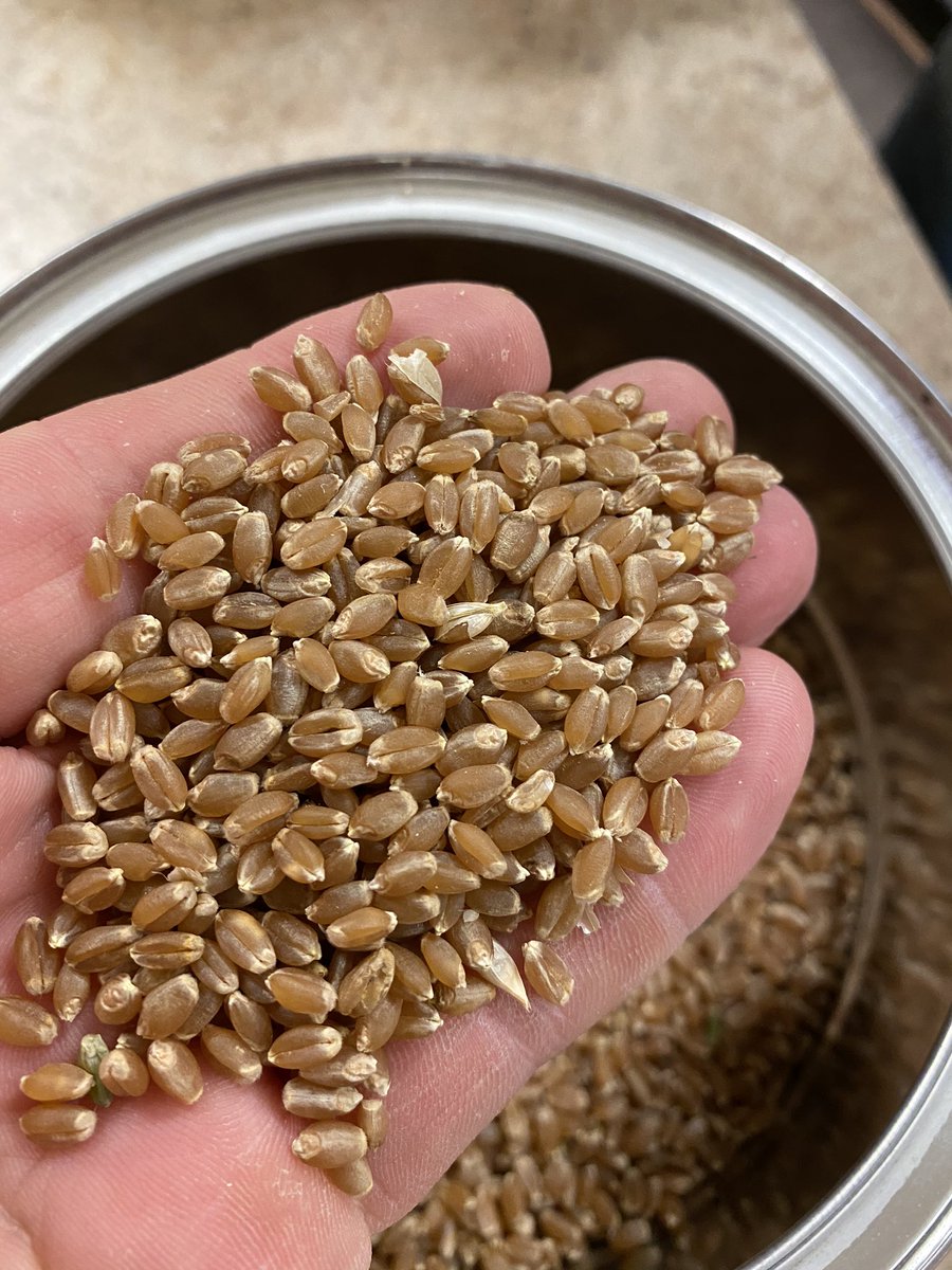 Stamp Seeds 🌱 tweet media