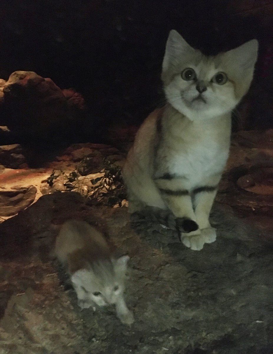 NCZoo's tweet image. Cute but fur-ocious - we're so excited to announce the birth of a sand cat kitten. The kitten, small enough to fit into a teacup, was born to mother Najma and father Cosmo. 

Read more: bit.ly/SandCatKitten