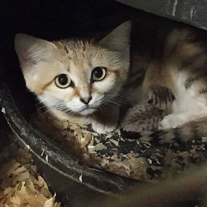NCZoo's tweet image. Cute but fur-ocious - we're so excited to announce the birth of a sand cat kitten. The kitten, small enough to fit into a teacup, was born to mother Najma and father Cosmo. 

Read more: bit.ly/SandCatKitten