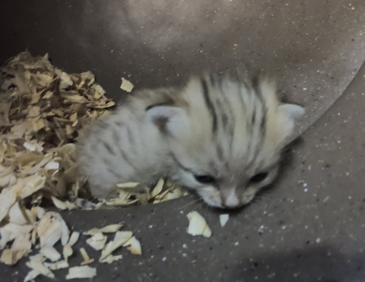 NCZoo's tweet image. Cute but fur-ocious - we're so excited to announce the birth of a sand cat kitten. The kitten, small enough to fit into a teacup, was born to mother Najma and father Cosmo. 

Read more: bit.ly/SandCatKitten