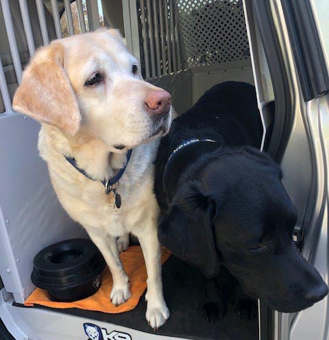 ATFPhoenix's tweet image. Explosive Detection Canines are an imperative tool for public safety. Here are Aggie (ret) and Millie ready for some training. To learn more visit atf.gov/explosives/can… #ATF #canine #explosivesdetection