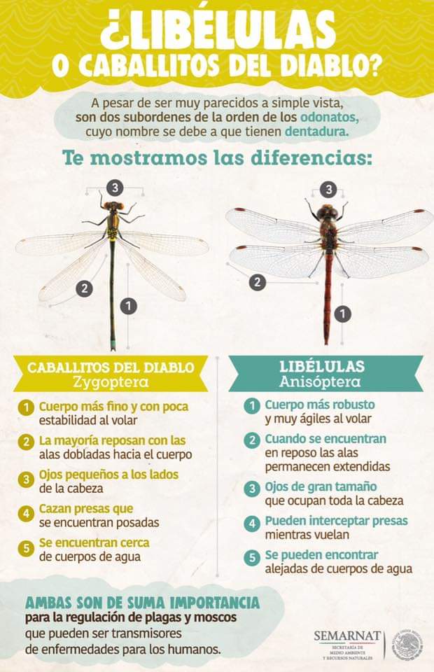 CI_TajoInternac's tweet photo. Los Odonatos incluyen formas tan conocidas como las libélulas y los caballitos del diablo. 
Aunque parecen similares, tienen algunas características que lo diferencian. 
Os dejamos dos fotos y una ilustración para que os sea más fácil su identificación.
@Junta_Ecologica https://t.co/UkXJSzSANS