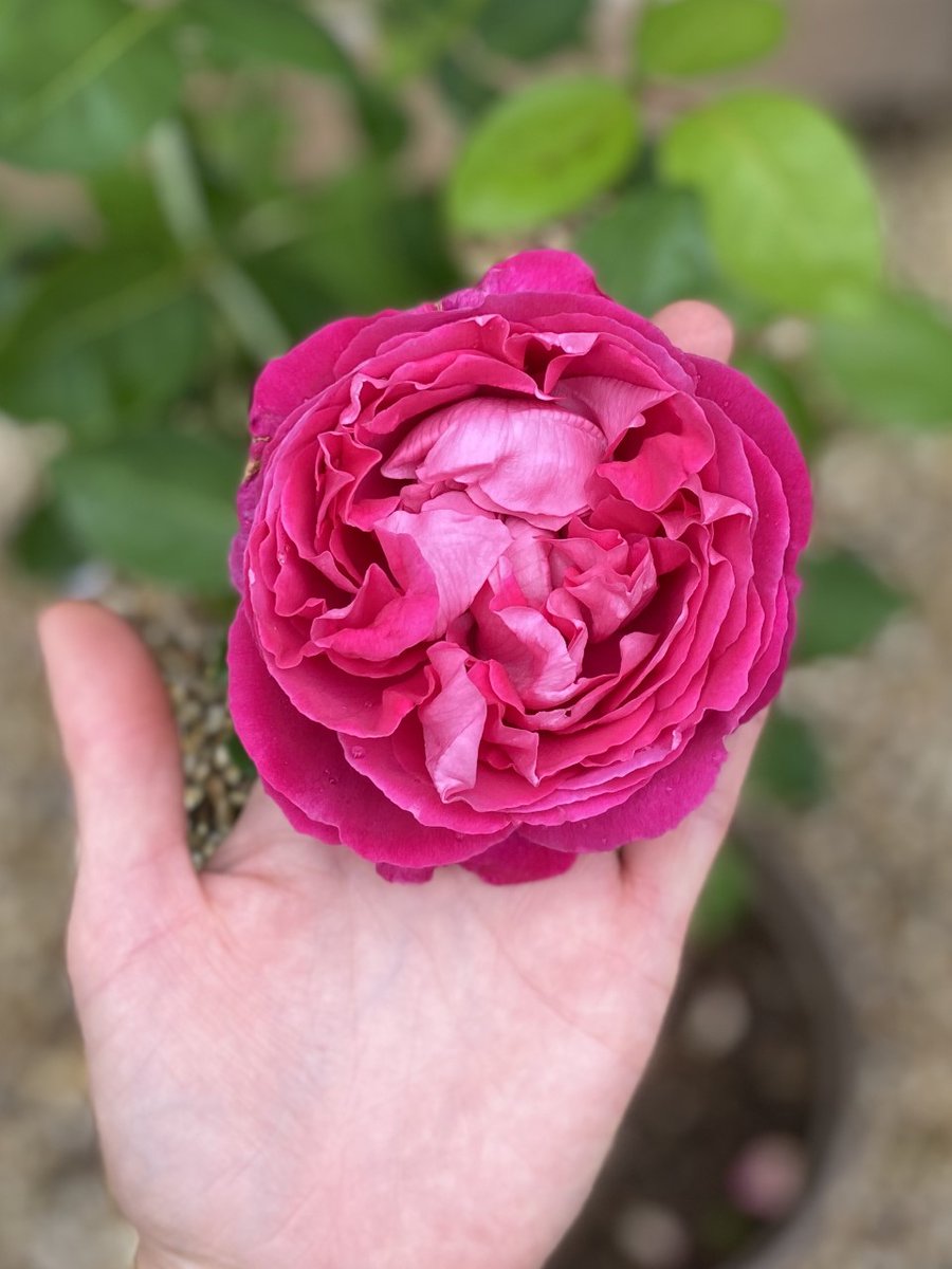 Red Pocock's Roses Stewart Pocock (@pococksroses) / Posts / X