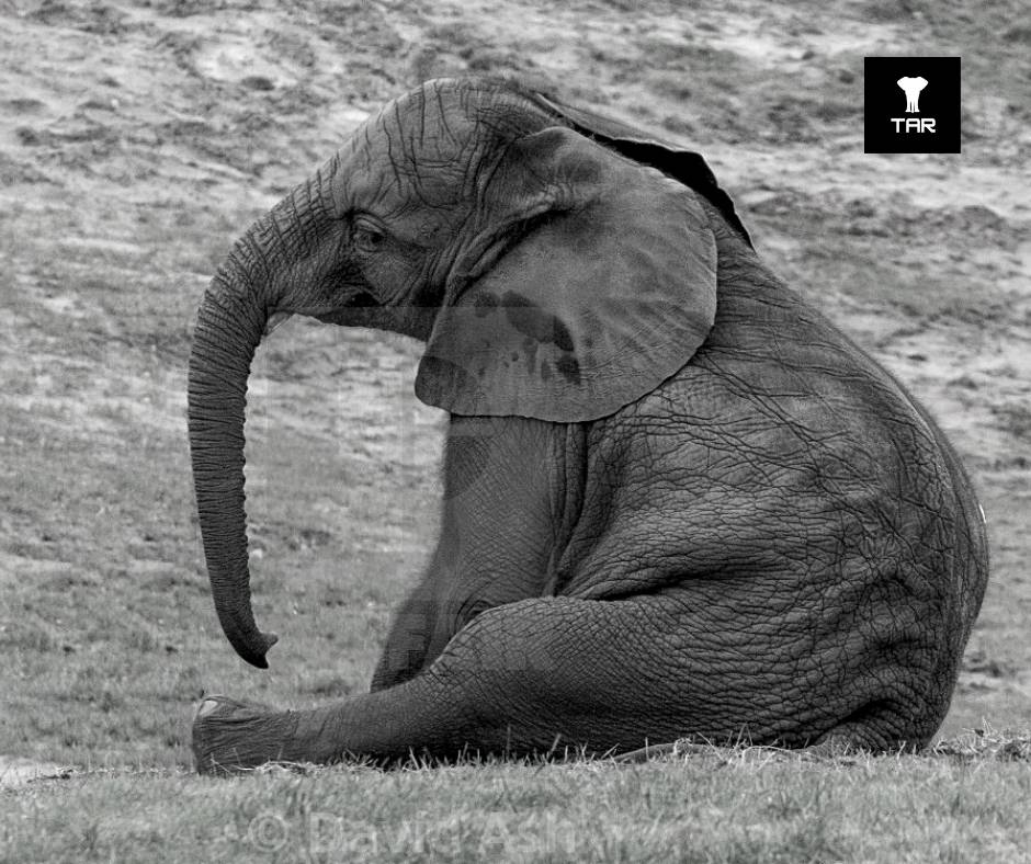 Today we will shed light on the cruelty of wildlife. Almost every young elephants undergo a process called elephant crushing in order to tame them for domestication, which crush their spirits. 

#Tourism #Bangkok #Thailand #animals 
#elephants