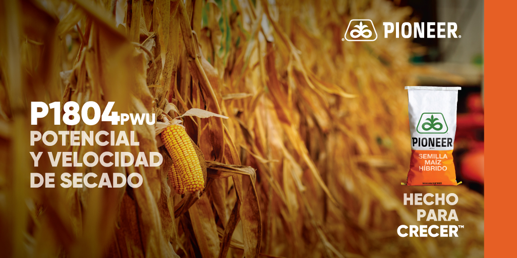 PioneerSemillas's tweet photo. 🌽P1804PWU💪
Potencial y velocidad de secado.
Gran adaptación a varias zonas.
Destacado desempeño en zona norte y litoral.
Tolerancia a tizón.
Disponible en tecnología #PowerCoreUltra.
▶️ Descubrilo en: https://t.co/Ve1P6CGuM1
Pioneer, #HechoParaCrecer. https://t.co/WbDyaL0N5S